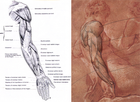 Anatomy of Boucher Arm